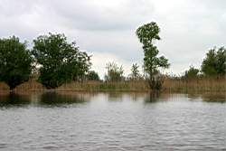 250 ������� 5.JPG