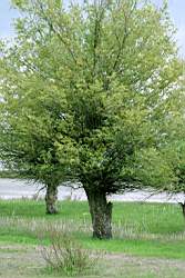 273 ������� 9.JPG