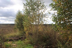 Resize of IMG_0117 Дальний огород ))).JPG