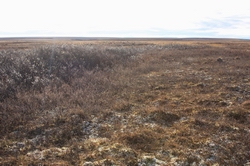 Resize of IMG_4318.JPG