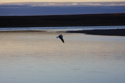 Resize of IMG_4339.JPG