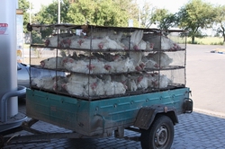 Resize of 010 Куры на заправке ))).jpg