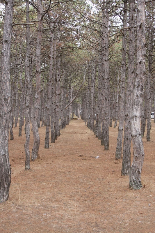 IMG_2823 Возле пос.Песчаное есть сосновые посадки прямо на берегу моря..jpg