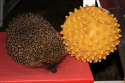 Resize of IMG_1850.JPG