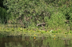 Resize of IMG_8469.JPG
