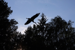 Resize of IMG_8532.JPG