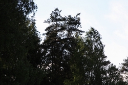Resize of IMG_8535.JPG