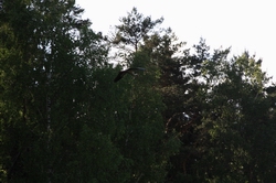 Resize of IMG_8537.JPG