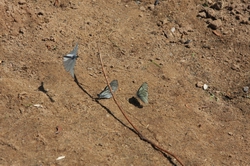 Resize of IMG_8747.JPG