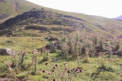 Resize of IMG_2368.JPG