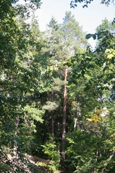 Resize of IMG_3295.JPG