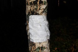 Resize of IMG_0135 Подсказка 4 Столб-береза ))).JPG
