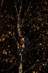 Resize of IMG_0137 Миша лезет за подсказкой.JPG