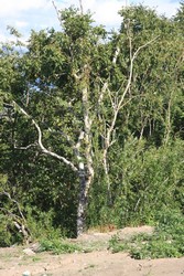 Resize of IMG_9279.JPG