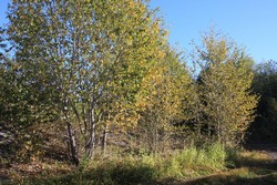 Resize of IMG_9294.JPG