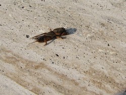Resize of IMG_7219 Местная живность.JPG