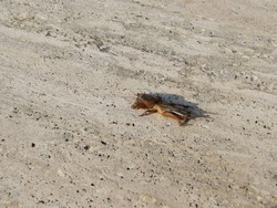 Resize of IMG_7220.JPG