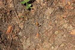Resize of IMG_7300.jpg