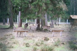 Resize of IMG_4528.JPG