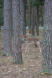 Resize of IMG_4642.JPG