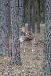 Resize of IMG_4643.JPG