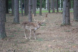 Resize of IMG_4646.JPG