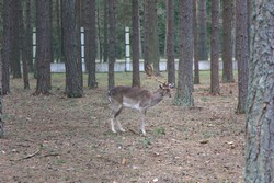 Resize of IMG_4649.JPG