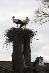Resize of IMG_5237.JPG