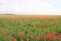 Resize of IMG_5888  Маковое поле в Украине.JPG