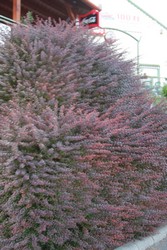 Resize of IMG_6399.JPG