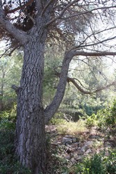 Resize of IMG_6546 Хорватская сосна.JPG