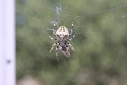 Resize of IMG_6634 Страшилище.JPG