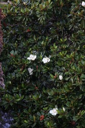 Resize of IMG_7751.JPG