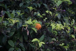 Resize of IMG_7779.JPG