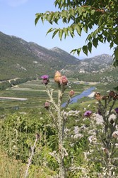 Resize of IMG_7127.JPG