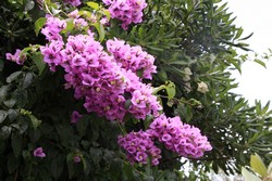 Resize of IMG_7381.JPG