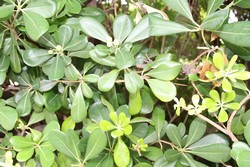 Resize of IMG_7385.JPG