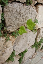 Resize of IMG_7388.JPG