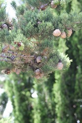 Resize of IMG_7422.JPG