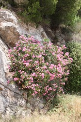 Resize of IMG_7428.JPG