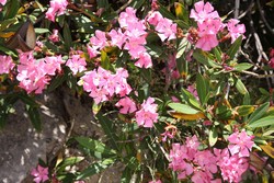 Resize of IMG_7431.JPG