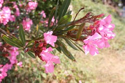 Resize of IMG_7433.JPG