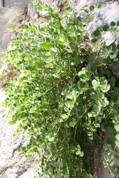 Resize of IMG_7434.JPG