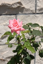 Resize of IMG_7438.JPG