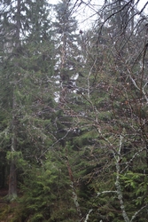 Resize of IMG_0825.JPG