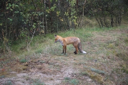 Resize of IMG_6284.JPG