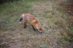 Resize of IMG_6286.JPG