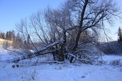 Resize of IMG_2491.JPG