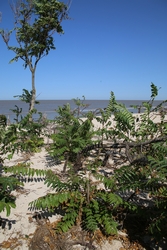 Resize of IMG_9462.JPG