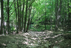 Resize of IMG_9872.JPG